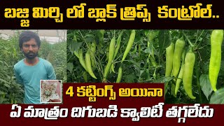 chilli బజ్జి మిర్చిలో blackthrips కంట్రోల్క్వాలిటీ తగ్గలే No 1 Quality Vaayuyantra YK Lab [upl. by Ynohtnaed765]