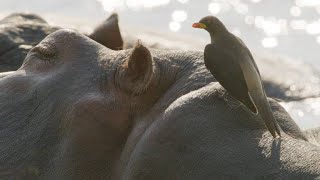 Oxpeckers Take Advantage of Their Hippo Hosts [upl. by Calisa]