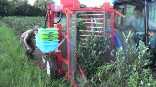 SIDE MOUNT BLUEBERRY HARVESTER [upl. by Yelik]