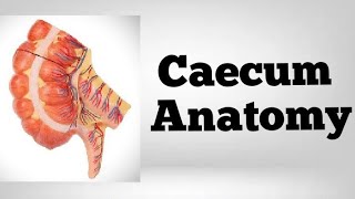 CAECUM ANATOMY [upl. by Jamille]