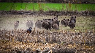 MISIR Tarlasından Fırlayan DOMUZ SÜRÜSÜ  DRON İle Amansız TAKİP [upl. by Baskett]