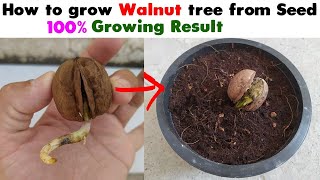 How to Grow Walnut Tree from Seed at home Easy Process DIY [upl. by Bikales]