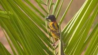 Weaver bird at work [upl. by Trub]