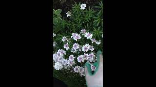 Candytuft Iberis Sempervirens Pruning After Spring Blooming [upl. by Cosimo]