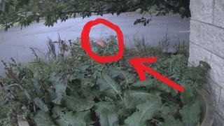 Real Fairy Caught on Tape Amazing Footage [upl. by Libyc]