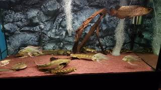 Polypterus and arowana feeding part 2 [upl. by Haye]