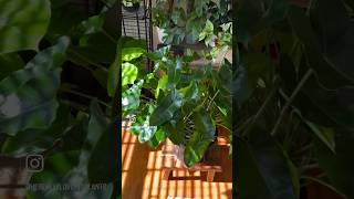 Repotting my philodendron Burle Marx repottingplants plantmaintenance philodendron [upl. by Gerson]