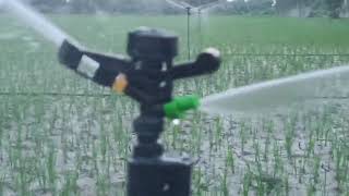 Mini sprinkler system  Mini sprinkler ki fitting  Micro Irrigation system  Dhan ki kheti  Paddy [upl. by Elmaleh]