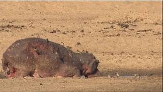 Poor Mama Hippo  Nat Geo Wild [upl. by Nerb]