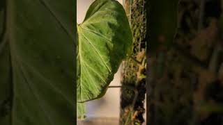 Verrucosum Chronicles Day 40 Struggle plants philodendron plantlover urbanjungle [upl. by Notlok]