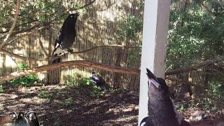 Magpie amp Currawong Duet [upl. by Tager]