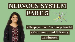 Propagation of Action Potential Continuous and Saltatory Conduction [upl. by Itagaki46]