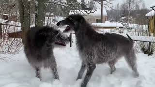 Scottish Deerhound [upl. by Yendirb]