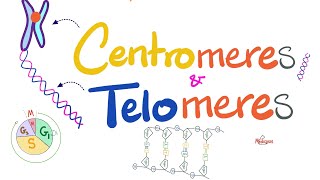 Telomeres Centromeres Telomerase Hererochromatin Euchromatin Histones  Molecular Biology [upl. by Ki350]