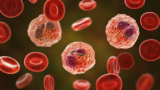 Physiology of Basophils Mast Cells amp Eosinophils [upl. by Otaner]