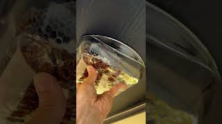 Gasoline vs Wasps How to End a Deadly Nest insects wasps [upl. by Ellac]