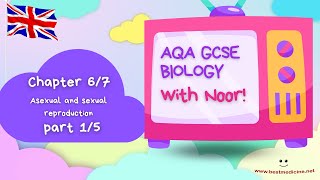 AQA GCSE Biology for the UK  Chapter 67 Genetics Asexual and sexual reproduction  Part 15 [upl. by Savihc373]