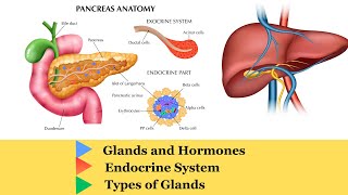 Glands  Liver  Pancreas anatomy and physiology  Hormone  Endocrine system  Types of glandorgan [upl. by Annaerb]