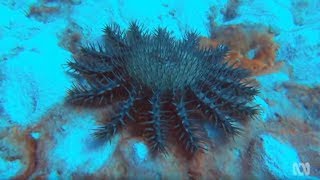 Crown of Thorns Starfish  Coral reef killers [upl. by Yenetruoc]