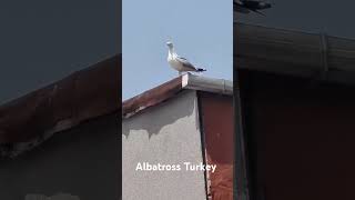 😍😍😍Albatross Bird beautiful beauty birds amazing love respect istanbul turkey viralvideo [upl. by Sokairyk]