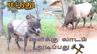 காளைக்கு லாடம் அடிப்பது எப்படிமருது காளை jallikattukalai eruthukattu tamilstatus [upl. by Xymenes]