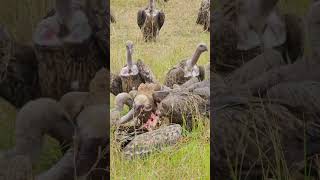 Epic Vulture Feast  Wildlife ShortsAfrica [upl. by Latini]