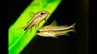 Corydoras Pygmaeus My experience with Pygmy Corys [upl. by Nywloc]