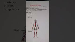 The circulatory system 🫀❤️ [upl. by Suckow]