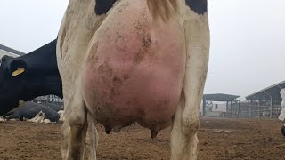 Huge Udder Cow at Dairy Farm [upl. by Gladdy]