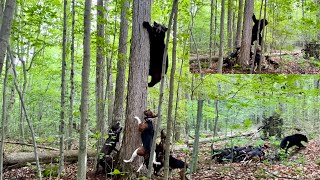 Rocky’s 1st opening day for the black bear training season July 2024 [upl. by Mulford]