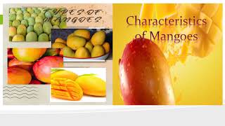 Types of Mangoes and its characteristic II Marife Adonis Official [upl. by Ziagos230]