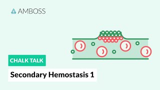 Secondary Hemostasis  Part 1 Coagulation Cascade [upl. by Dnalhsa]