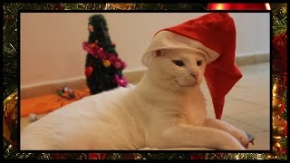 We Wish You A Merry Christmas  Cats Cover [upl. by Aihtnic207]