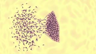 bacteriophage vs ecoli animation [upl. by Eleen420]