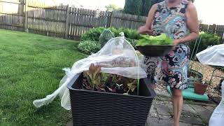 Succession Planting Out with the Spinach in with the Bush Beans [upl. by Mercier]