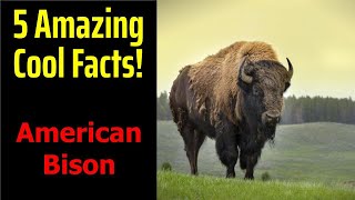 5 Fascinating Facts About American Bison [upl. by Adnolrehs978]