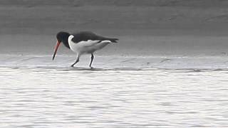 Eurasian oystercatcher 蠣鴴 [upl. by Adnilemre]