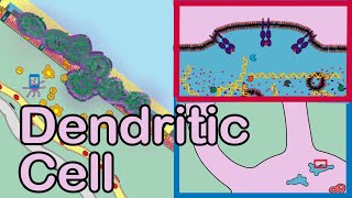 Dendritic Cell in 1 min [upl. by Itnuahsa]