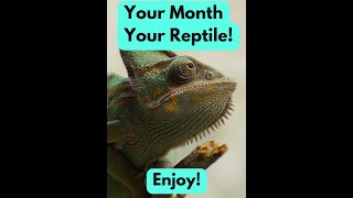 Your Month Your Reptile [upl. by Attenohs]