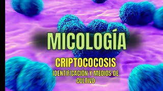 CRIPTOCOCOSIS PARTE 2  Tema 17  Micología  Microbacter [upl. by Jewelle19]