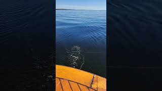 Fisking makrell the lures kame together boat fishing sailboat fish sailing [upl. by Anircam]