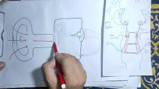 how the ear works guyton chapter 53 general auditory pathwaysense of hearing ossicular systemmbbs [upl. by Lela]