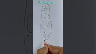 labelled diagram of parameciumhow to draw nutrition in paramecium shorts viralshorts trending [upl. by Aicaca]