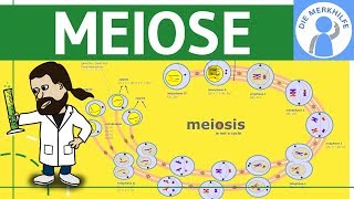 Meiose einfach erklärt  Zellteilung 2  Zellzyklus Ablauf Phasen amp Zusammenfassung [upl. by Ttemme843]