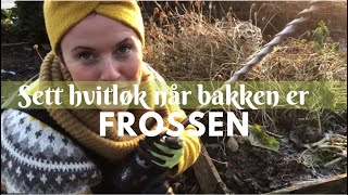 Sett hvitløk i pallekarm  når bakken er frossen [upl. by Lletniuq]