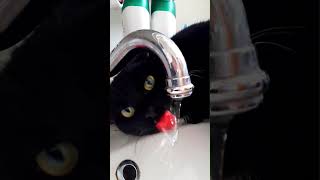 The cat says Remember to drink or lick enough water every day🤪 animals cat shorts shortsvideo [upl. by Judd]