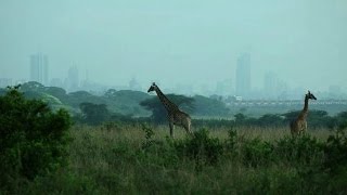 Nairobile parc national asphyxié par la croissance de la ville [upl. by Leanahtan]