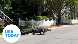 Massive alligator lazily crosses the street in South Carolina  USA TODAY [upl. by Cleasta]