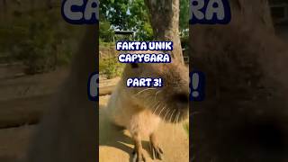 UNIK MASBROOPART 3 END animalshorts youtubeshorts capybaramemes capybara [upl. by Ojoj740]