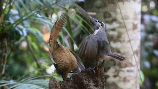 Victorias Riflebird  Bird of Paradise  Juvenile display [upl. by Odraboel249]